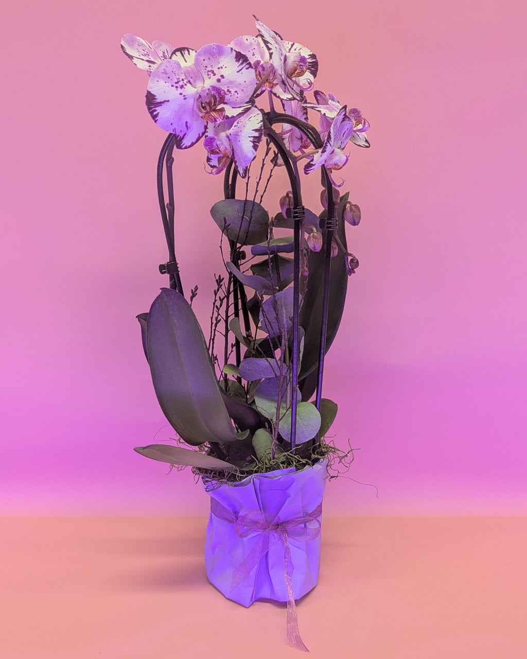 Orchideen Power Flow