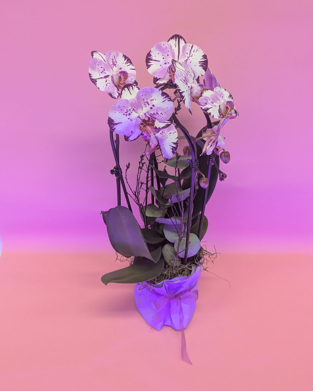 Orchideen Power Flow