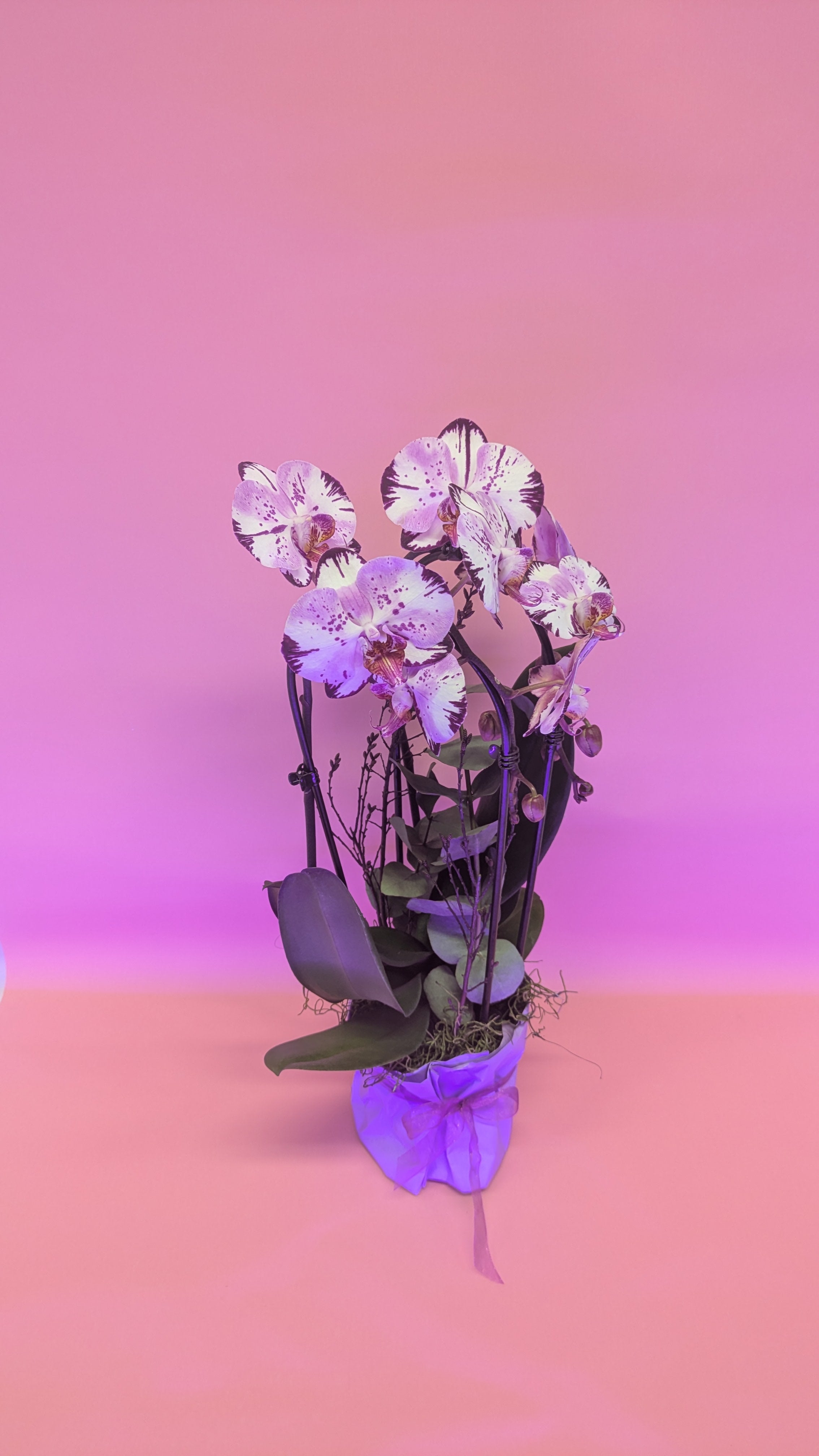 Orchideen Power Flow