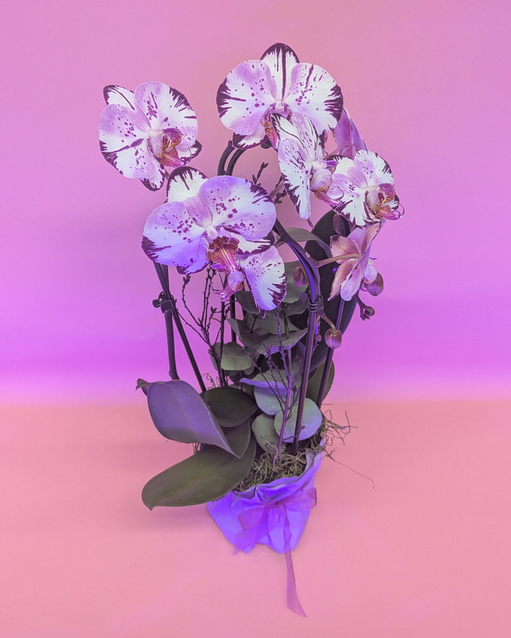 Orchideen Power Flow