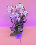 Orchideen Power Flow